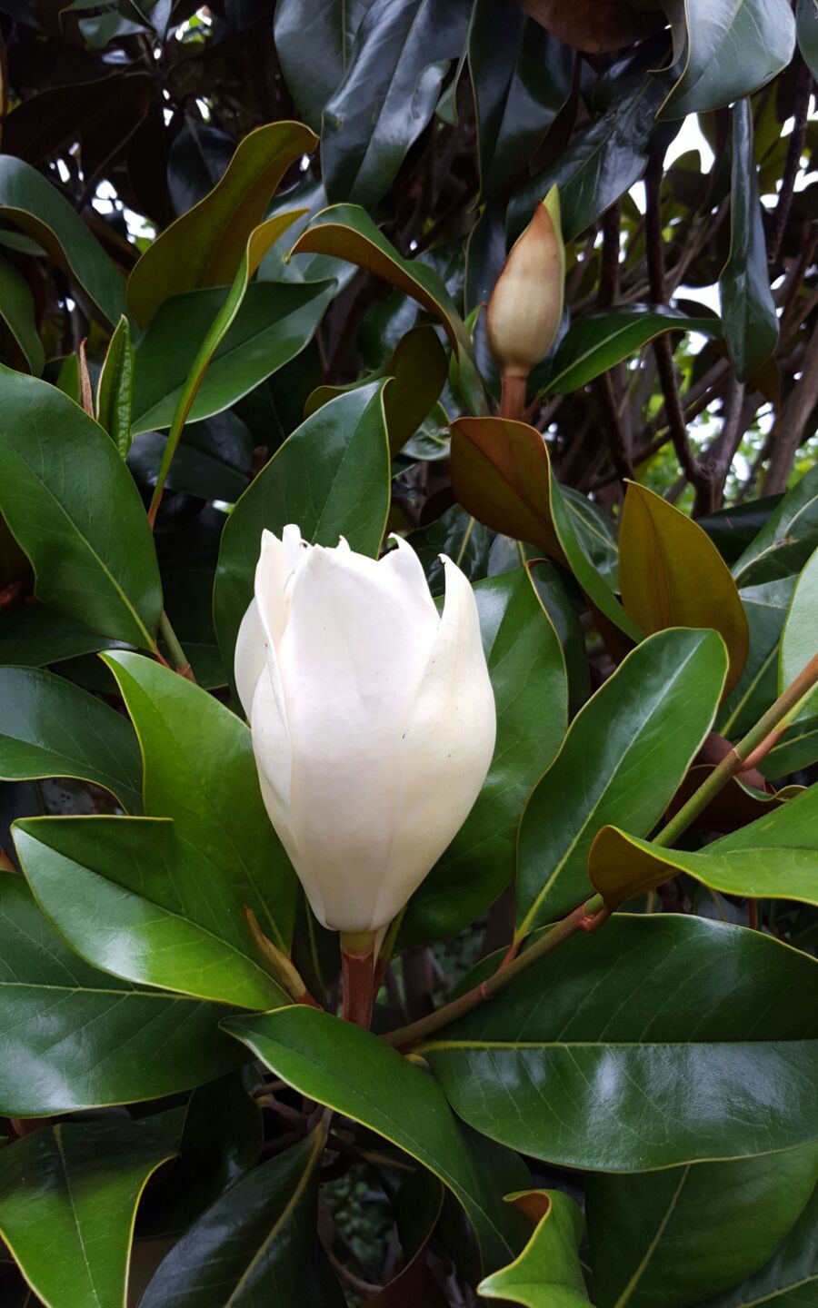 Magnolia grandiflora				    	    	    	    	    	    	    	    	    	    	0/5							(10)						